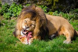Carnivore-lion.jpg