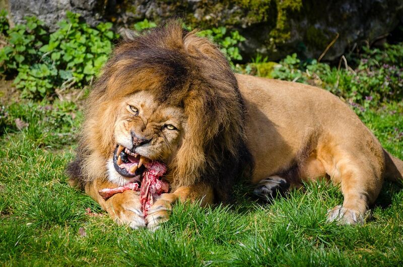 File:Carnivore-lion.jpg