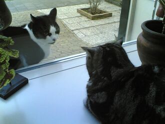 Two cats crouch, facing each other, on either side of a door. Both cats ears are angled back.