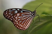 Ceylon Blue Glassy Tiger Ideopsis similis 琉球浅葱斑(リュウキュウアサギマダラ).jpg