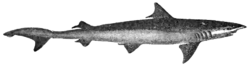 Chaenogaleus macrostoma Day - cropped.png