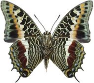 C. castor Male ventral, from the Central African Republic