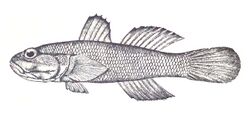 Cheekscaled frill-goby, Bathygobius cotticeps (Steindachner, 1879) by J. L. Nievera.jpg