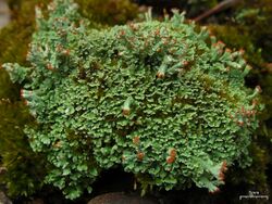 Cladonia sobolescens? (4504249827).jpg