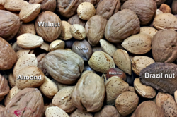 Common-nuts.png