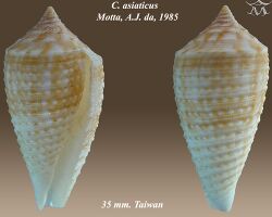 Conus asiaticus 2.jpg