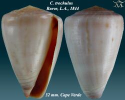 Conus trochulus 1.jpg