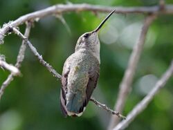 Costas Hummingbird female RWD2.jpg