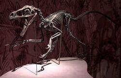 Dans l'ombre des dinosaures - Bambiraptor jeune - 04.jpg