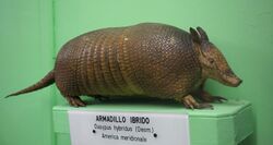 Dasypus hybridus - Museo Civico di Storia Naturale Giacomo Doria - Genoa, Italy - DSC03055.JPG