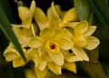 Dendrobium sulcatum.jpg