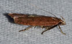 Dichomeris ventrella (14287355207).jpg