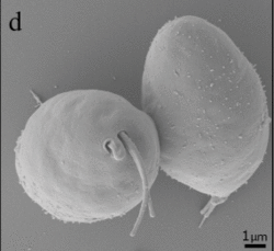 Scanning electron micrograph of "Diplonema papillatum"