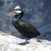 Double-crested Cormorant (49605889903).jpg