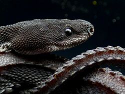 Dragon Snake Xenodermus javanicus.jpg