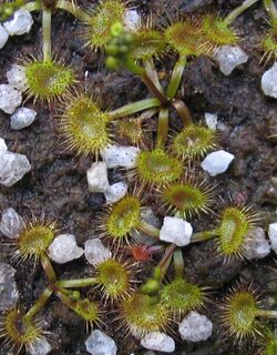 Drosera peltata basal rosette.jpg