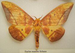 Eacles masoni male sjh.jpg