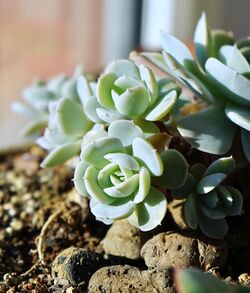 Echeveria runyonii.jpg