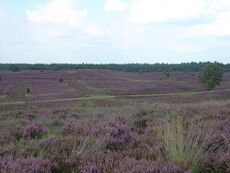 Heathland habitat in the Netherlands