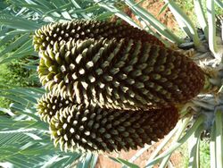 Encephalartos eugene-maraisii, keëls, Manie van der Schijff BT.jpg