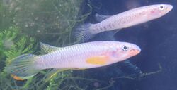 Epiplatys olbrechtsi "Cestos river" pair (cropped).jpg