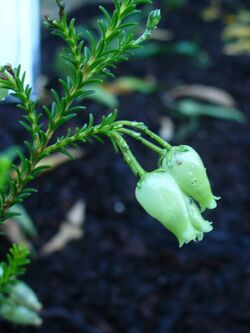 Erica urna-viridis.JPG