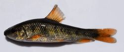 Erimyzon claviformis 2.jpg