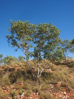 Eucalyptus leucophloia habit.jpg