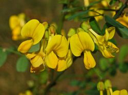 Fabaceae - Hippocrepis emerus-1.JPG