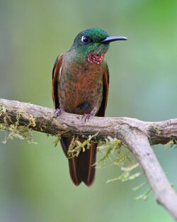 Fawn-breasted Brilliant.jpg