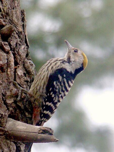File:Female Brown-fronted Woodpecker.jpg