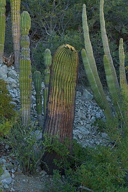 Ferocactus diguetii 259458937.jpg