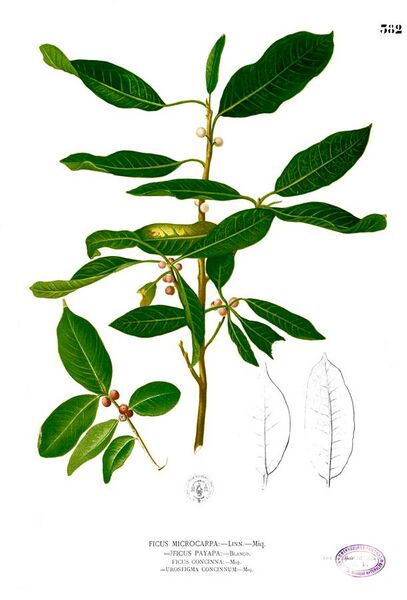 File:Ficus microcarpa Blanco2.382.jpg