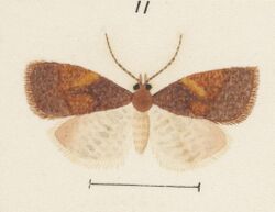 Fig 11 MA I437906 TePapa Plate-XLV-The-butterflies full (cropped).jpg