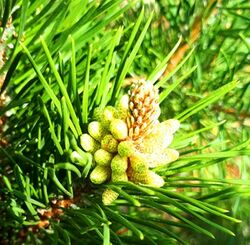 Flowering young pine cones.jpg
