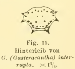 Gasteracantha interrupta Friedrich Dahl 1914.png