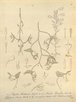Gongora retrorsa, G. stenoglossa , G. seideliana, Kegelia houtteana, Notylia pentachne - Xenia 1-20 (1858).jpg