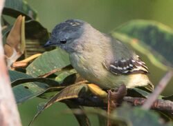 Gray Elaenia.jpg