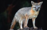 Gray fox on a rock
