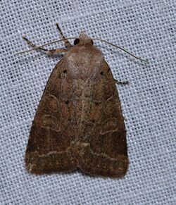 Himella fidelis – Intractable Quaker Moth (13792000914).jpg