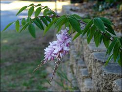 Indigofera decora - 'Summer wisteria' (4169168188).jpg