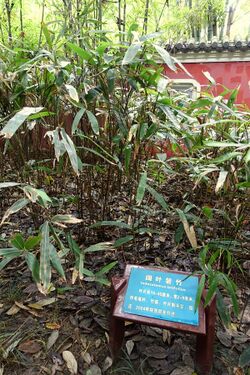 Indocalamus latifolius - Wangjianglou Park - Chengdu, China - DSC05945.jpg