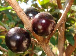 Jabuticaba fruto.jpg