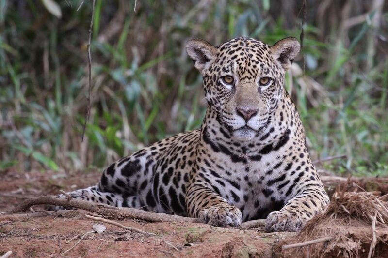 File:Jaguar (Panthera onca palustris) female Piquiri River.JPG