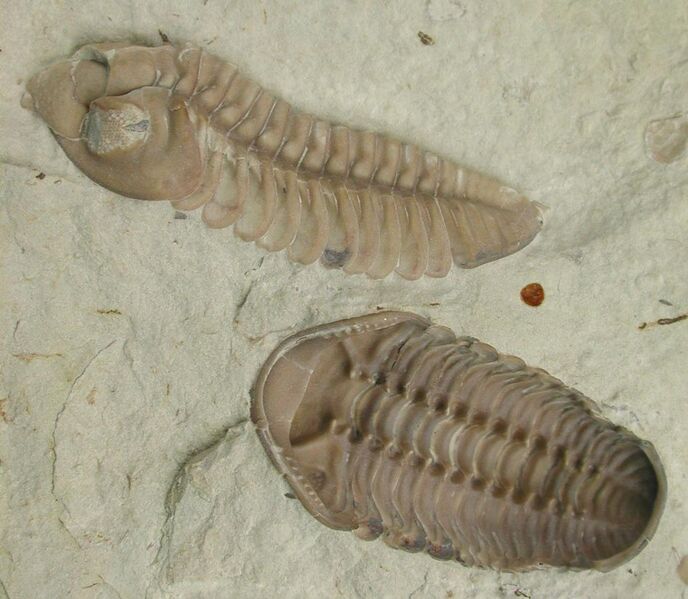 File:Kainops invius lateral and ventral.JPG