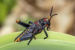 Koppie foam grasshopper (Dictyophorus spumans spumans) nymph.jpg