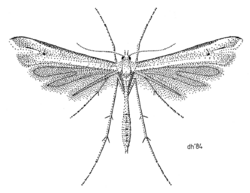 LEPI Pterophoridae Stenoptilia lithoxesta.png