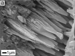 Lagenid microstructure.png