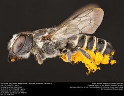 Leaf-cutter bee, female (Megachilidae, Megachile prosopidis (Cockerell)) (35414071170).jpg