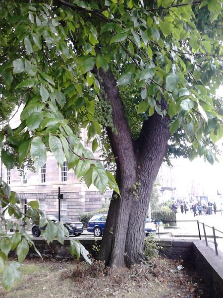 File:Leaves & bark of Ulmus x hollandica, Gayfield Square, Edinburgh.jpg